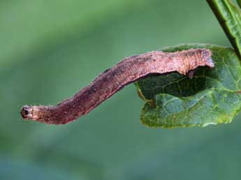  Chenille de Idaea degeneraria Hb. - Daniel Morel