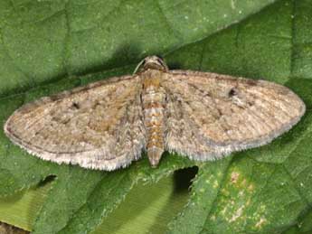 Eupithecia denotata Hb. adulte - Wolfgang Wagner, www.pyrgus.de