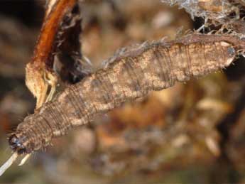  Chenille de Eupithecia denotata Hb. - ©Wolfgang Wagner, www.pyrgus.de