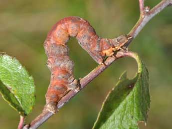  Chenille de Selenia dentaria F. - ©Philippe Mothiron