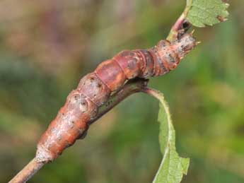  Chenille de Selenia dentaria F. - ©Philippe Mothiron