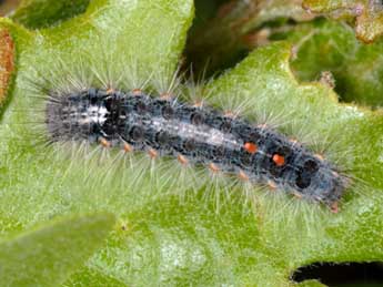  Chenille de Ocneria detrita Esp. - ©Wolfgang Wagner, www.pyrgus.de