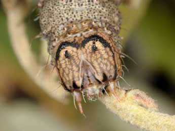  Chenille de Catocala dilecta Hb. - ©Wolfgang Wagner, www.pyrgus.de