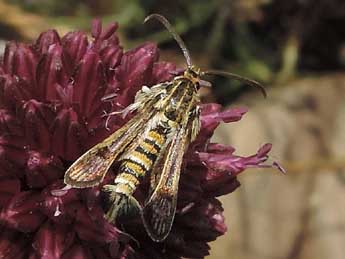 Chamaesphecia dumonti Le Cerf adulte - ©Jean-Pierre Lamoline