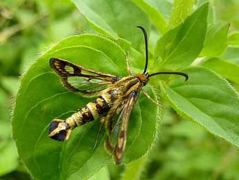 Chamaesphecia empiformis Esp. adulte - Timothy Cowles