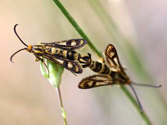 Chamaesphecia empiformis Esp. adulte - ©Daniel Morel