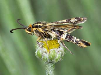 Chamaesphecia empiformis Esp. adulte - ©Philippe Mothiron