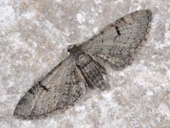 Eupithecia extraversaria H.-S. adulte - ©Philippe Mothiron