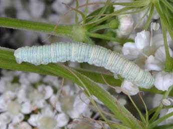  Chenille de Eupithecia extraversaria H.-S. - Wolfgang Wagner, www.pyrgus.de