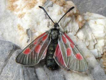 Zygaena exulans Hochenwart adulte - Jean-Pierre Lamoline