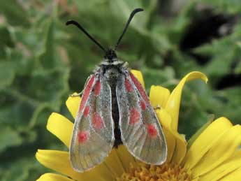 Zygaena exulans Hochenwart adulte - Jean-Pierre Lamoline