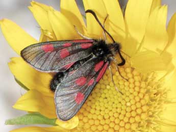 Zygaena exulans Hochenwart adulte - Jean-Pierre Lamoline