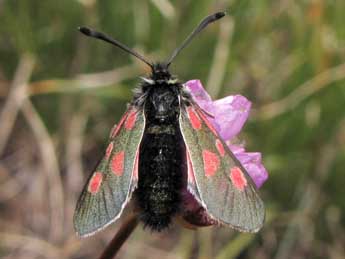 Zygaena exulans Hochenwart adulte - Jean-Pierre Lamoline