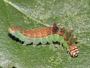  Chenille de Drepana falcataria L. - ©Jean-Paul Coat