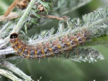  Chenille de Dysauxes famula Frr - Philippe Mothiron