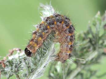  Chenille de Dysauxes famula Frr - Philippe Mothiron