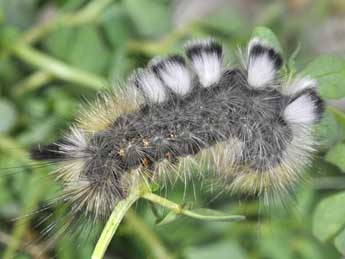  Chenille de Gynaephora fascelina L. - ©Philippe Mothiron