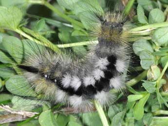  Chenille de Gynaephora fascelina L. - ©Philippe Mothiron