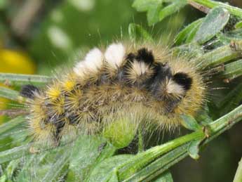  Chenille de Gynaephora fascelina L. - ©Philippe Mothiron