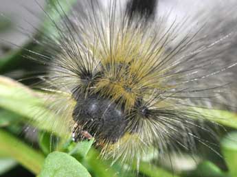  Chenille de Gynaephora fascelina L. - Philippe Mothiron