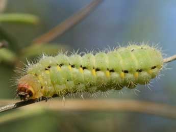  Chenille de Zygaena fausta L. - ©Emilien Teulier