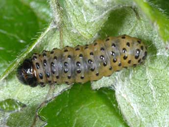  Chenille de Thyris fenestrella Scop. - Wolfgang Wagner, www.pyrgus.de