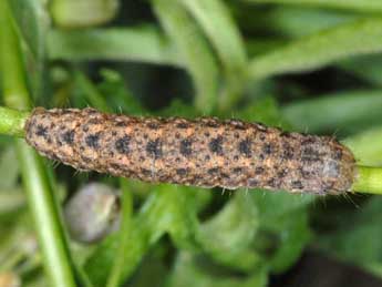  Chenille de Hadena filograna Esp. - ©Wolfgang Wagner, www.pyrgus.de