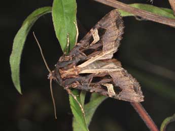 Trigonophora flammea Esp. adulte - Philippe Mothiron