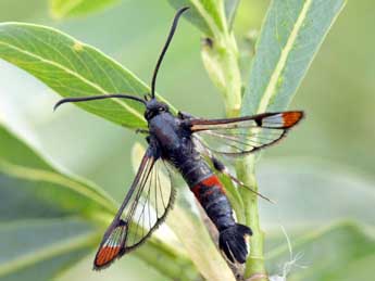 Synanthedon formicaeformis Esp. adulte - Daniel Morel