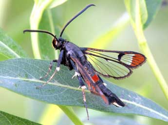 Synanthedon formicaeformis Esp. adulte - Daniel Morel