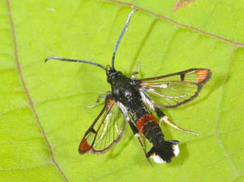 Synanthedon formicaeformis Esp. adulte - Philippe Mothiron