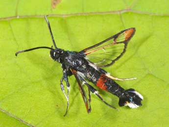 Synanthedon formicaeformis Esp. adulte - Philippe Mothiron