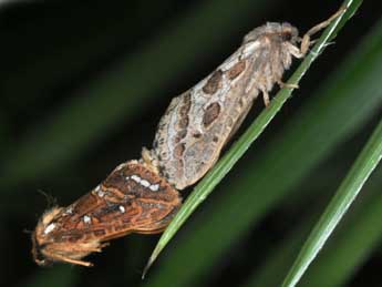 Korscheltellus fusconebulosus De Geer adulte - Philippe Mothiron