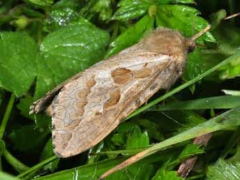 Korscheltellus fusconebulosus De Geer adulte - Philippe Mothiron