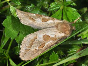 Korscheltellus fusconebulosus De Geer adulte - Philippe Mothiron