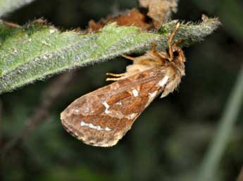 Korscheltellus fusconebulosus De Geer adulte - Philippe Mothiron