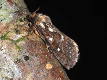 Korscheltellus fusconebulosus De Geer adulte - ©Philippe Mothiron