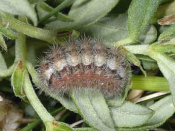  Chenille de Adscita geryon Hb. - ©Wolfgang Wagner, www.pyrgus.de