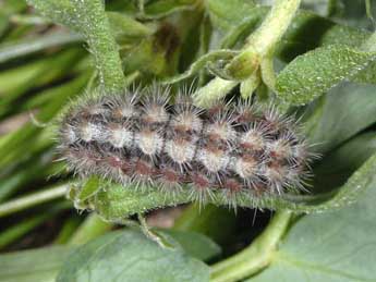  Chenille de Adscita geryon Hb. - ©Wolfgang Wagner, www.pyrgus.de