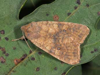 Cirrhia gilvago D. & S. adulte - Philippe Mothiron