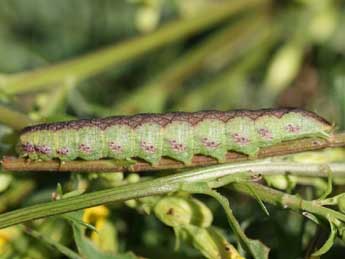  Chenille de Cucullia gnaphalii Hb. - ©Emmanuel Ruiz