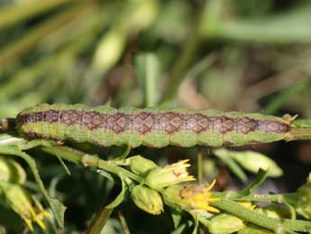  Chenille de Cucullia gnaphalii Hb. - ©Emmanuel Ruiz