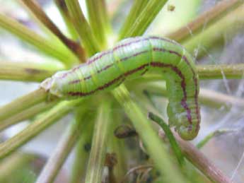  Chenille de Eupithecia gratiosata H.-S. - Claude Tautel