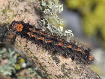  Chenille de Collita griseola Hb. - ©Philippe Mothiron