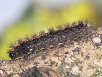  Chenille de Collita griseola Hb. - ©Philippe Mothiron