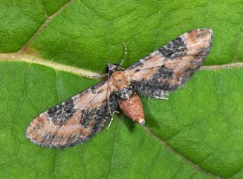 Eupithecia gueneata Mab. adulte - ©Philippe Mothiron