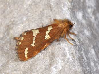 Phymatopus hecta L. adulte - Philippe Mothiron