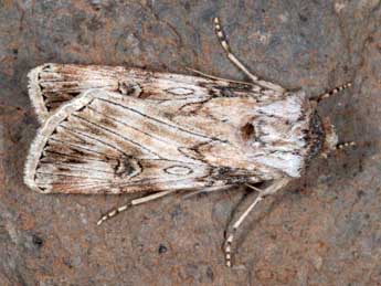 Agrotis herzogi Rbl adulte - ©Wolfgang Wagner, www.pyrgus.de