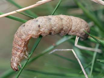  Chenille de Ulochlaena hirta Hb. - Daniel Morel