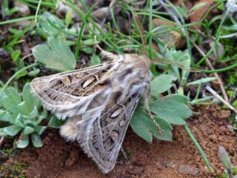 Ulochlaena hirta Hb. adulte - Daniel Morel